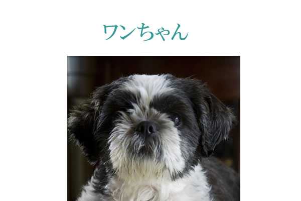 犬にサプリメント。健康維持と犬の免疫力維持にサプリメント