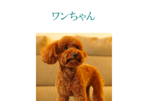 犬にサプリメント。健康維持と犬の免疫力維持にサプリメント