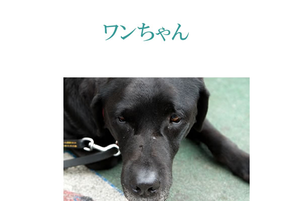 犬にサプリメント。健康維持と犬の免疫力維持にサプリメント