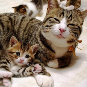 アガペットゴールド猫