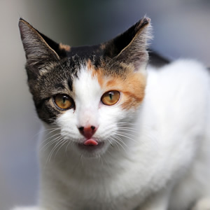 アガペットゴールド猫