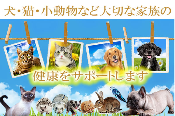 犬や猫、フクロモモンガなどの小動物にも安心して与えられるペット用サプリメントをご提供しているハイライフジャパンです。